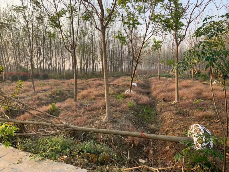 臭椿樹(shù)苗木