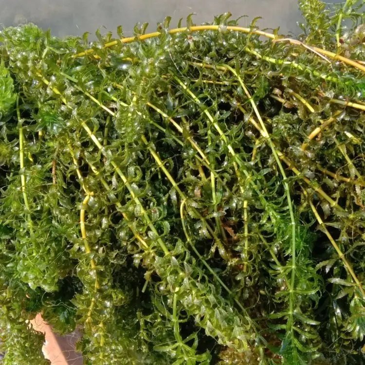 黑藻沉水植物水生凈化 黑藻沉水植物水生凈化