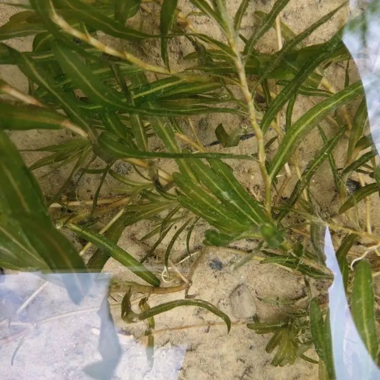 黑藻沉水植物 黑藻沉水植物