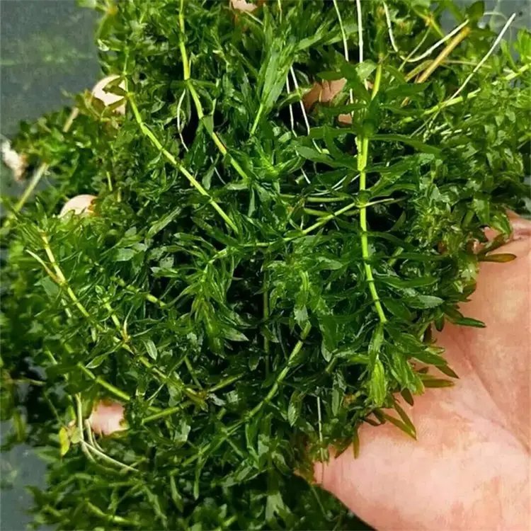 黑藻葉片和莖稈 黑藻葉片和莖稈