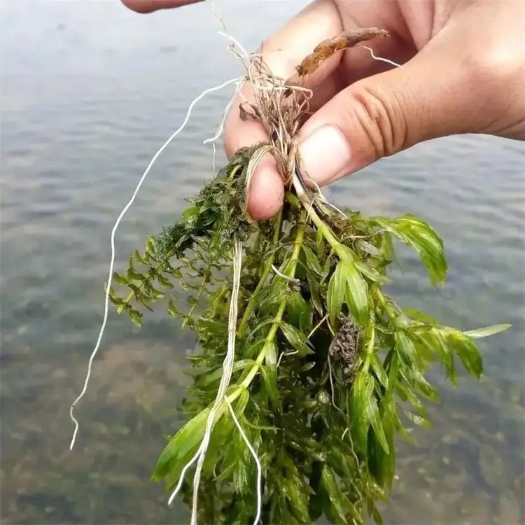 黑藻葉片和莖稈 黑藻葉片和莖稈