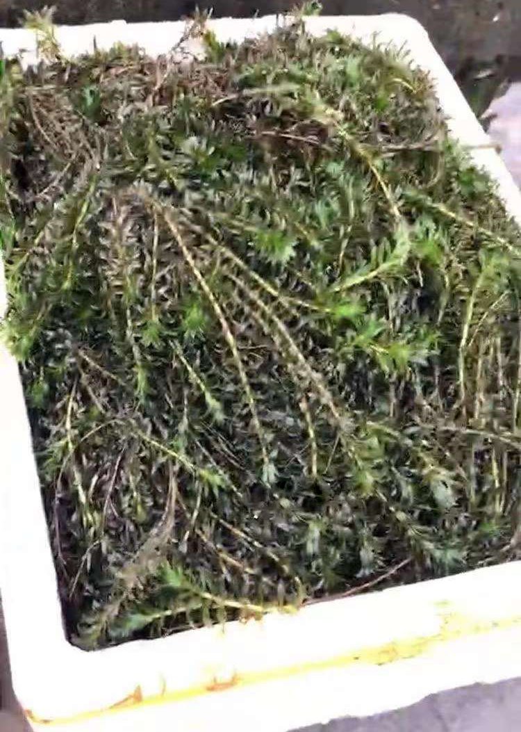 黑藻裝箱現(xiàn)場 黑藻裝箱現(xiàn)場