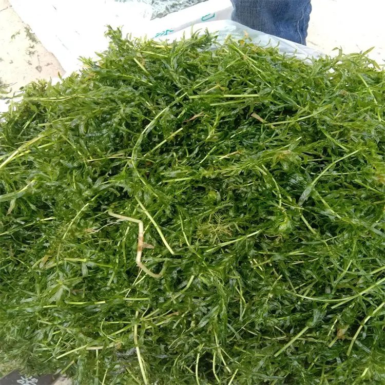 黑藻裝箱現(xiàn)場 黑藻裝箱現(xiàn)場