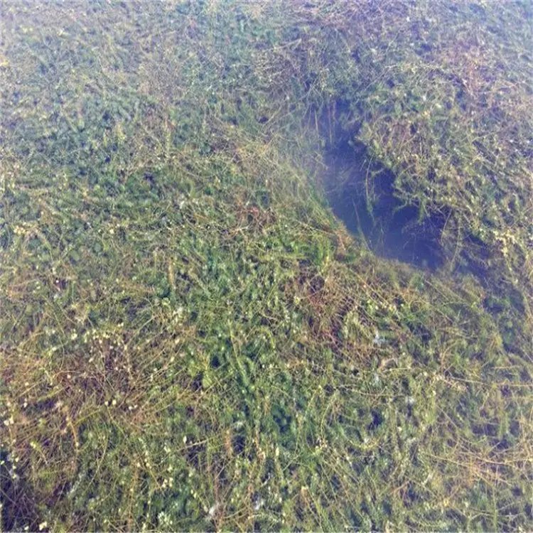 黑藻沉水植物水生凈化 黑藻沉水植物水生凈化