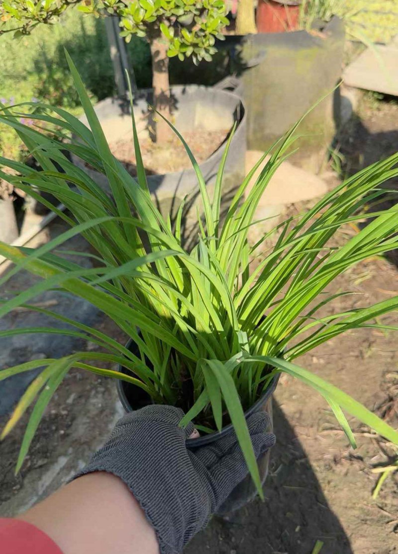 常綠萱草盆栽杯苗袋苗 常綠萱草盆栽杯苗袋苗