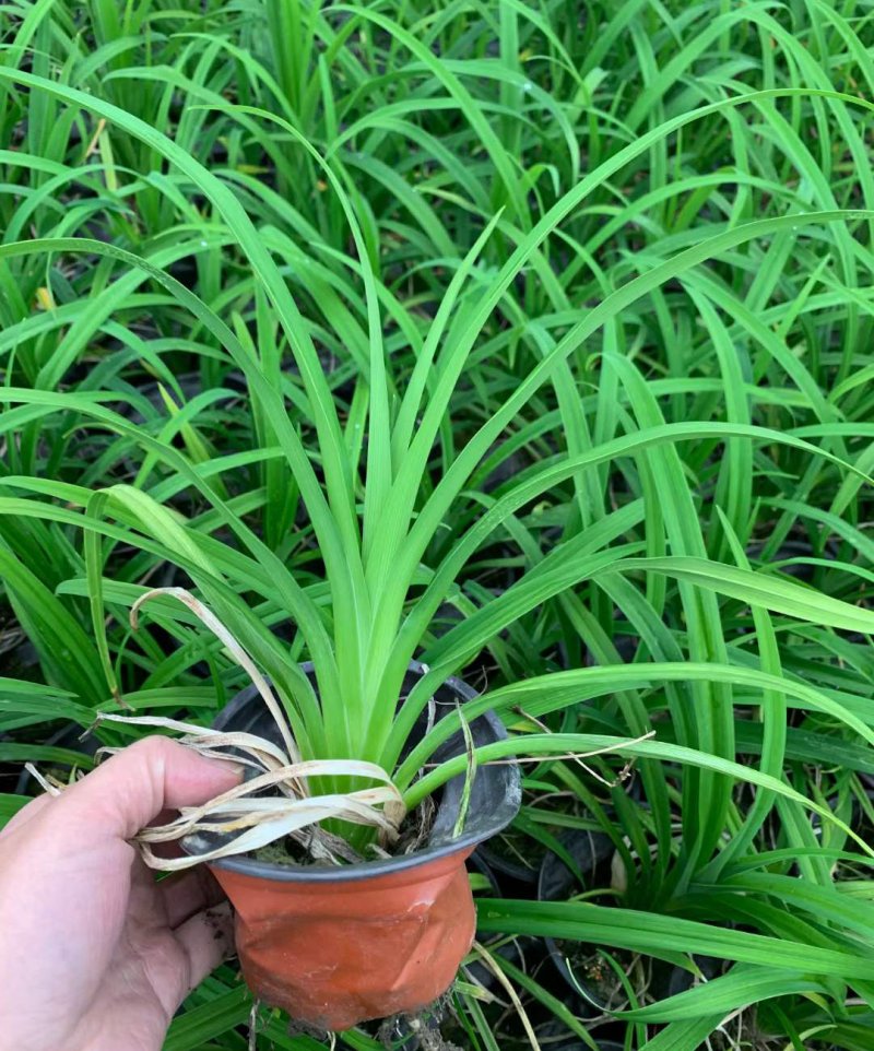 常綠萱草盆栽杯苗袋苗 常綠萱草盆栽杯苗袋苗