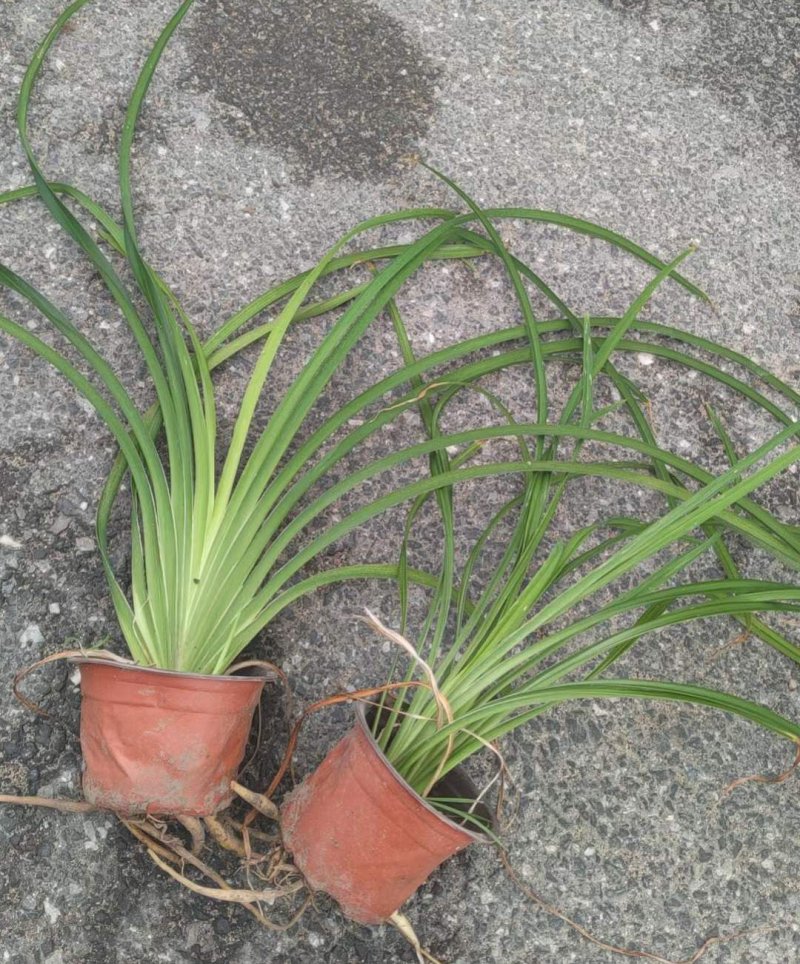 常綠萱草盆栽杯苗袋苗 常綠萱草盆栽杯苗袋苗