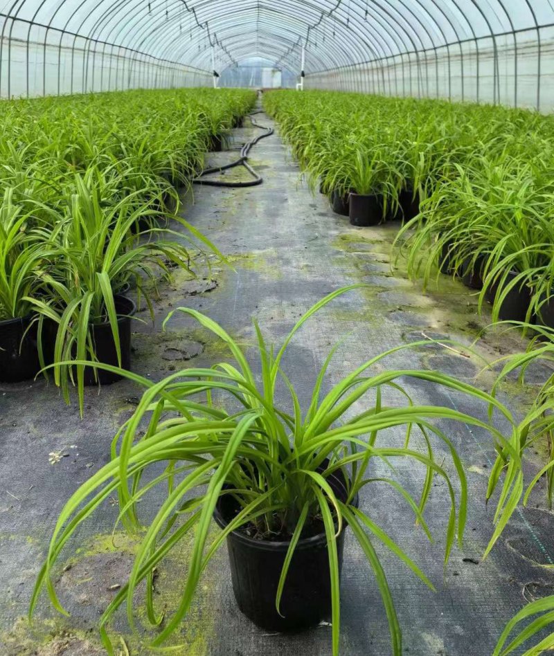 常綠萱草盆栽杯苗袋苗 常綠萱草盆栽杯苗袋苗