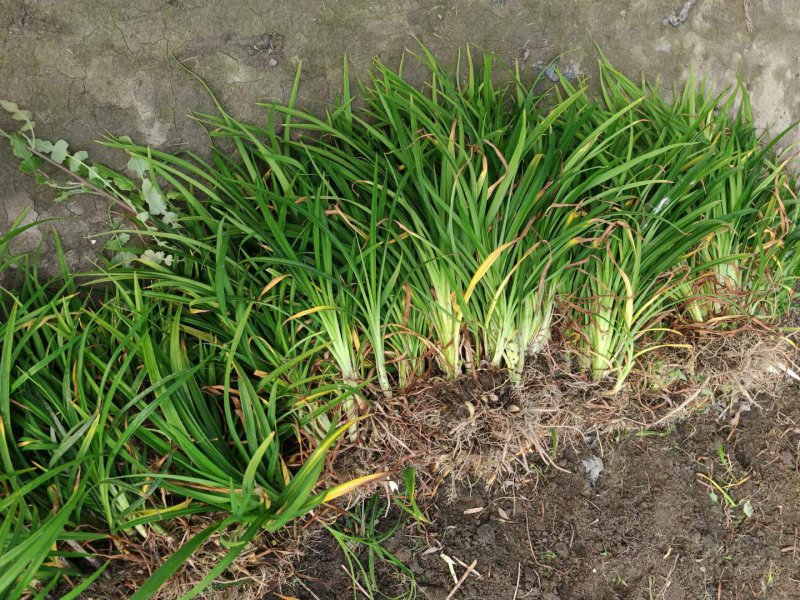 常綠萱草裸根苗 常綠萱草裸根苗