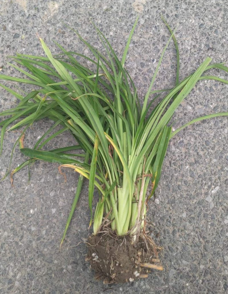 常綠萱草裸根苗 常綠萱草裸根苗