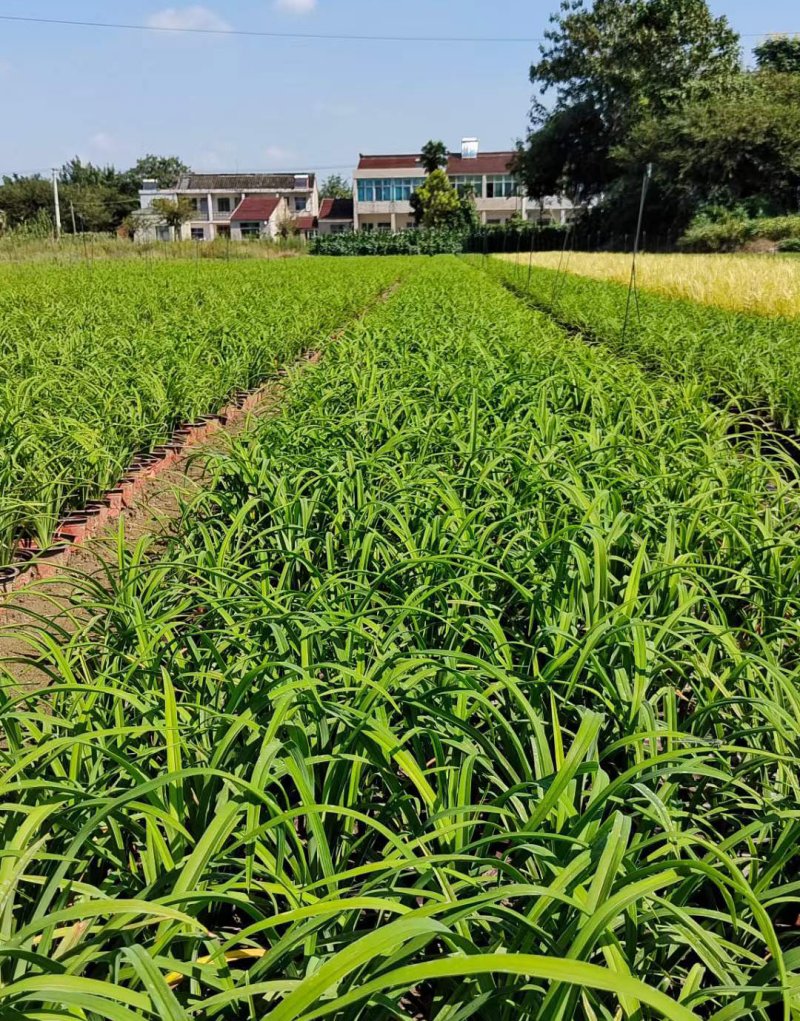 常綠萱草盆栽杯苗袋苗 常綠萱草盆栽杯苗袋苗