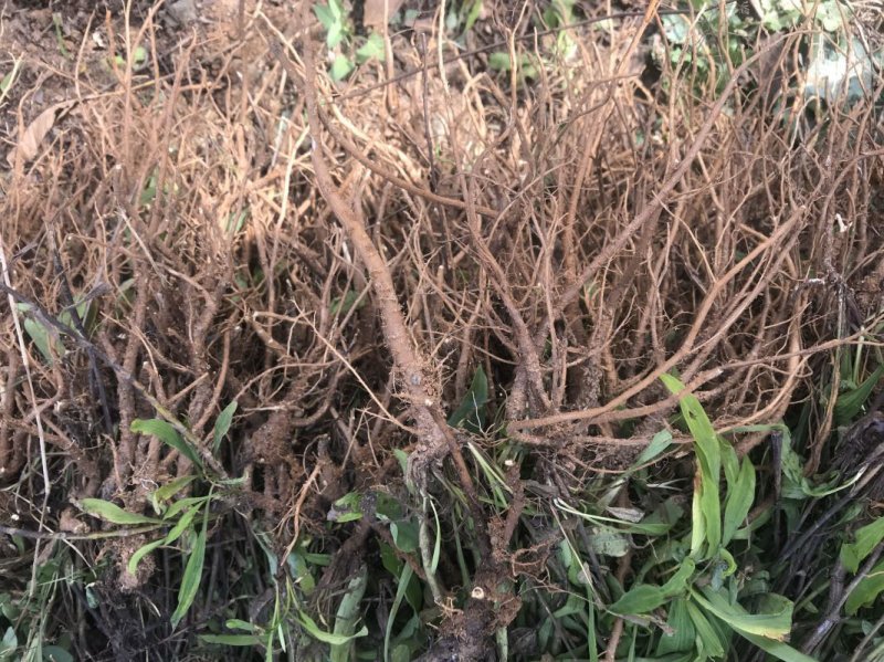 柴胡根部采收 柴胡根部采收