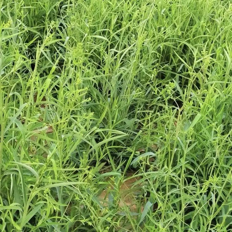 中藥材柴胡種植植株葉子桿徑 中藥材柴胡種植植株葉子桿徑