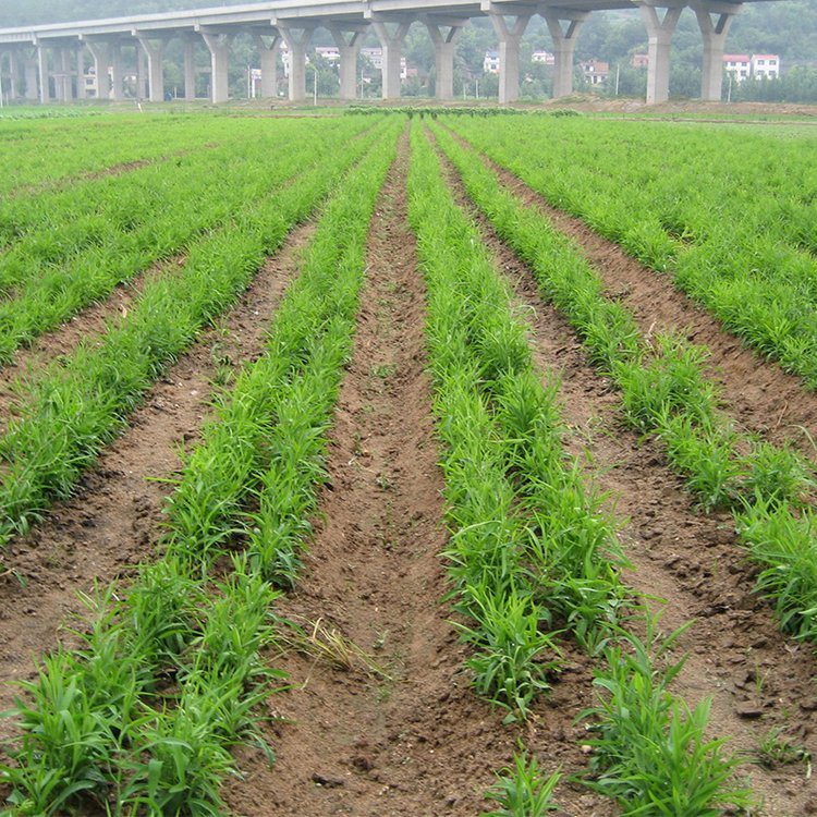 中藥材柴胡種植 中藥材柴胡種植