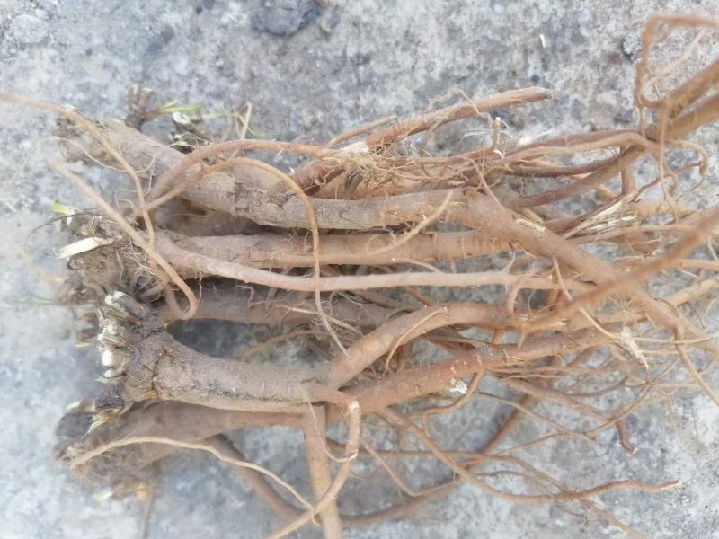 柴胡根部 柴胡根部