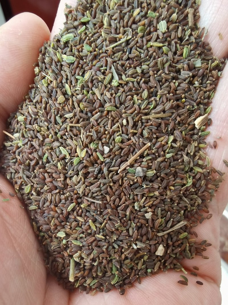 柴胡種子 柴胡種子