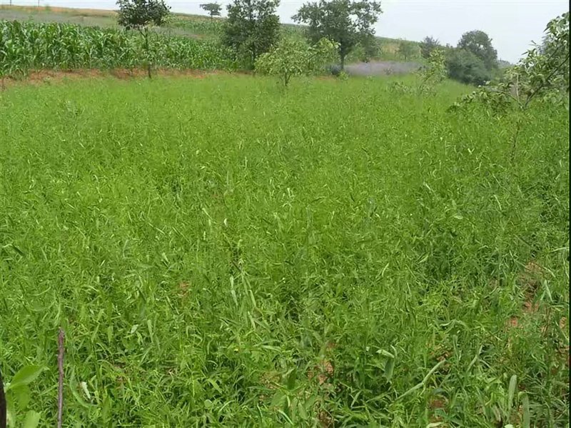 中藥材柴胡種植植株葉子桿徑 中藥材柴胡種植植株葉子桿徑