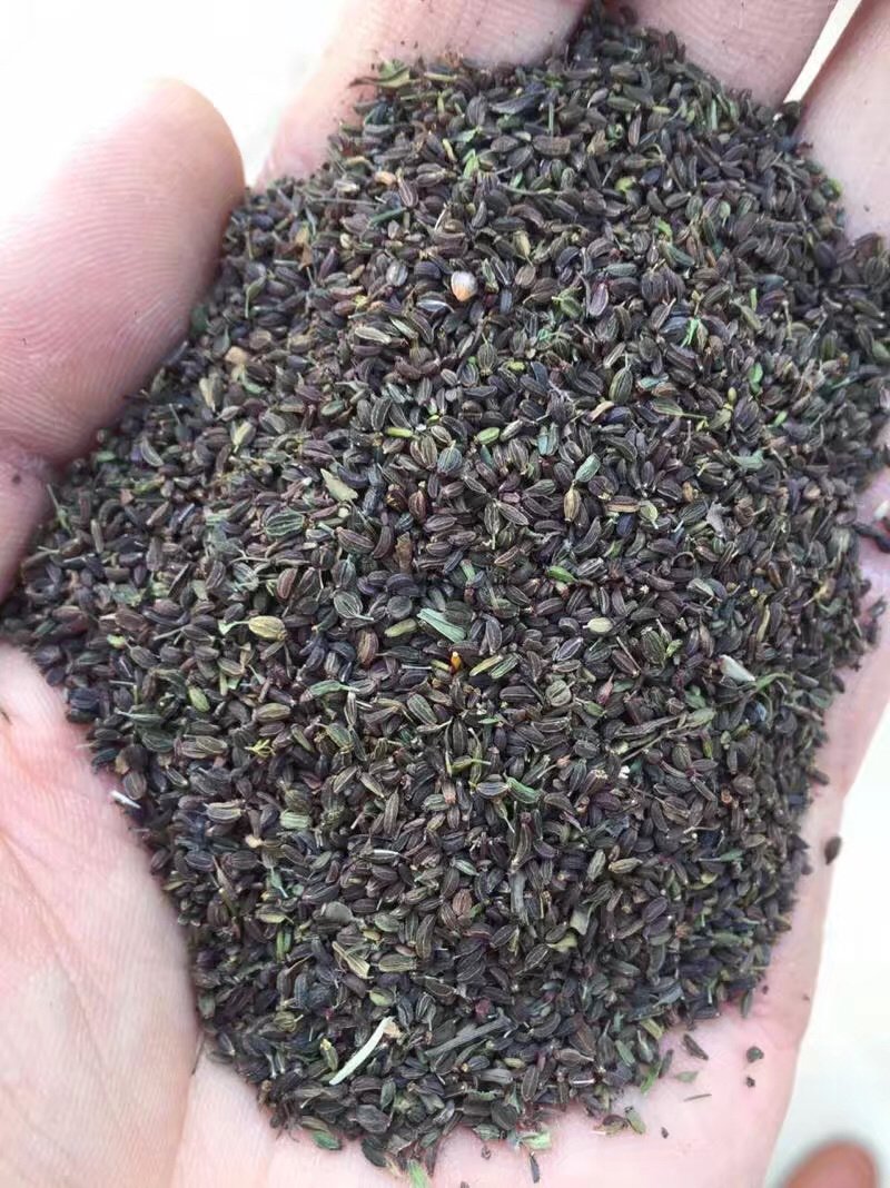 柴胡種子 柴胡種子