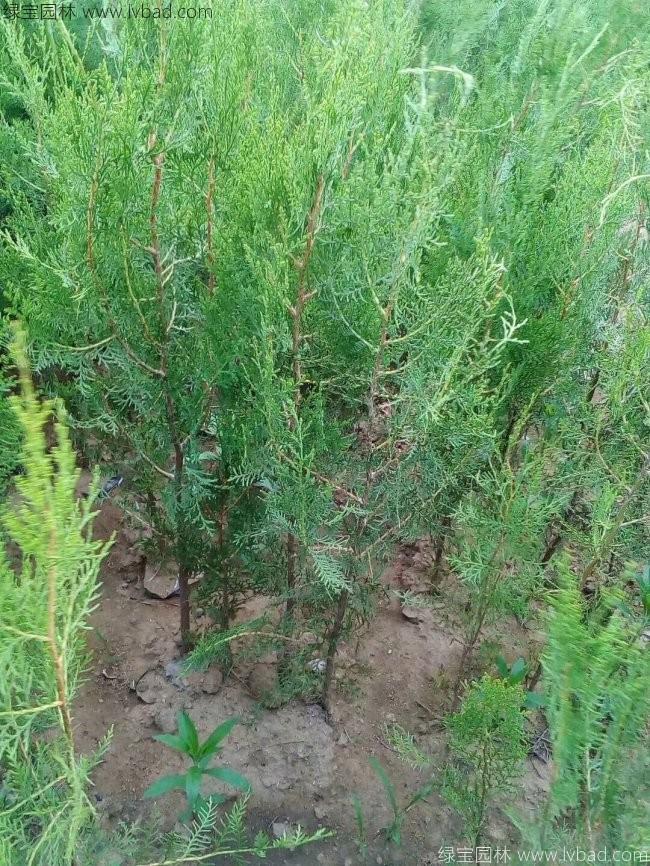 側柏苗小苗樹苗