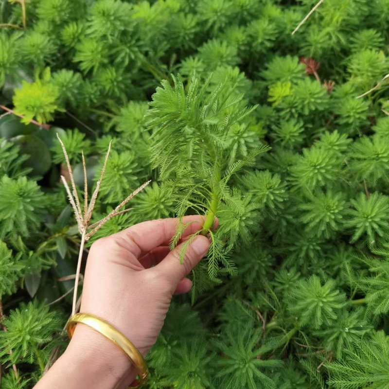 狐尾藻沉水植物水生植物 狐尾藻沉水植物水生植物