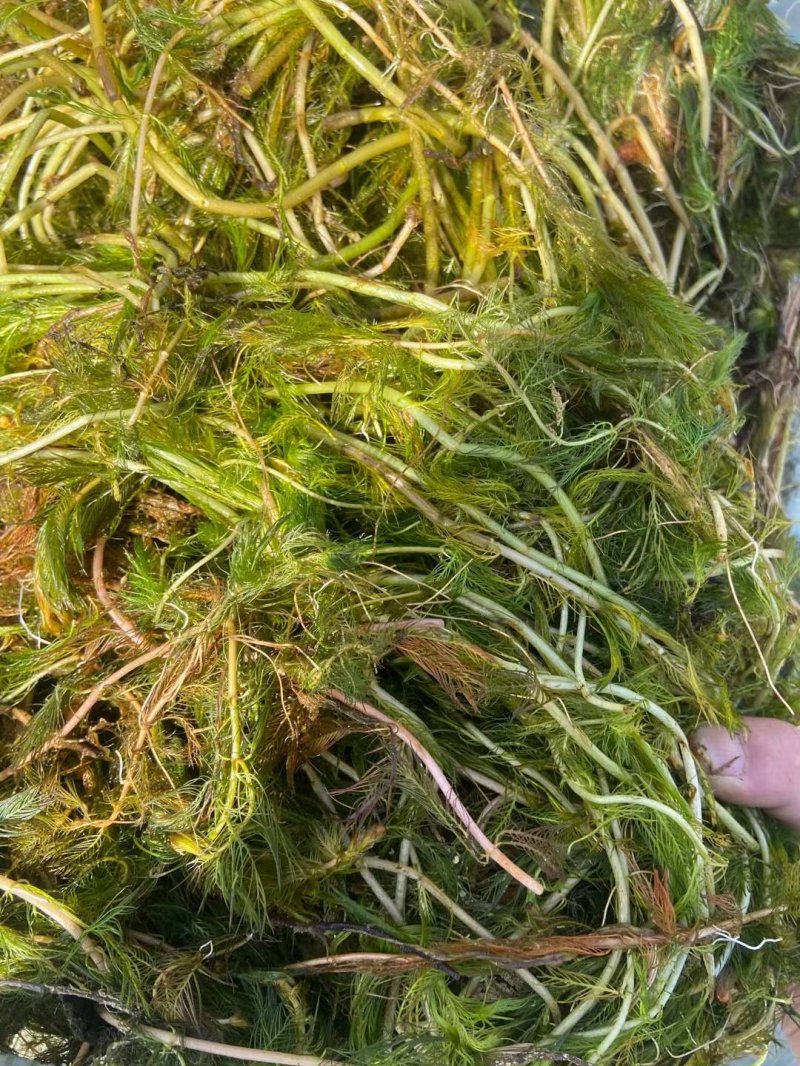 狐尾藻沉水植物水生植物 狐尾藻沉水植物水生植物