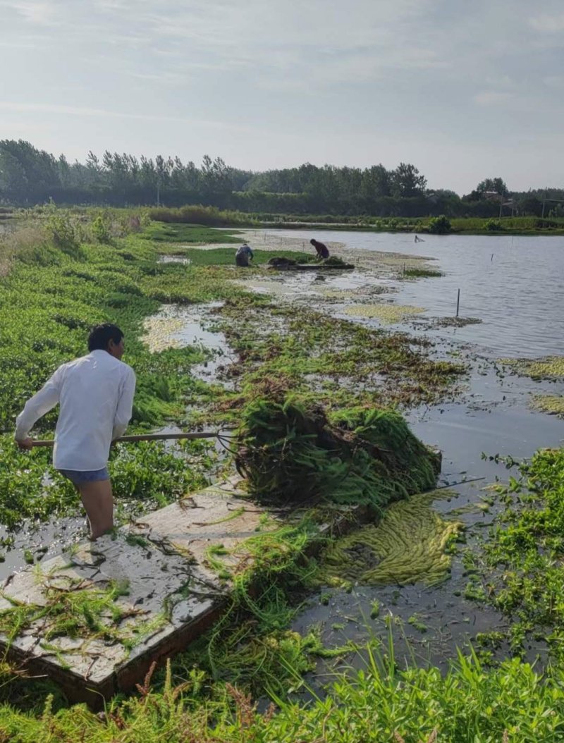 狐尾藻沉水植物水生植物 狐尾藻沉水植物水生植物