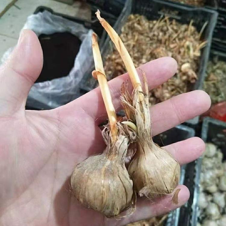 藏紅花種球 藏紅花種球