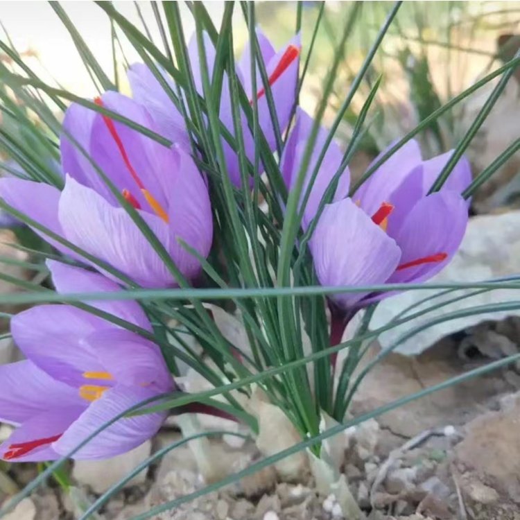 藏紅花開花花朵葉子 藏紅花開花花朵葉子