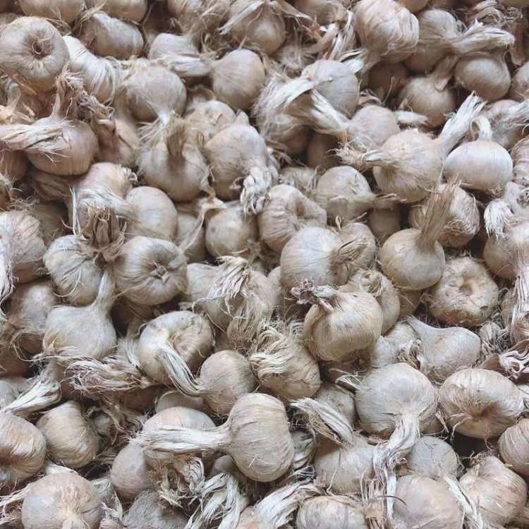 藏紅花種球 藏紅花種球