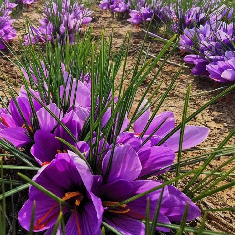 藏紅花開花花朵葉子 藏紅花開花花朵葉子