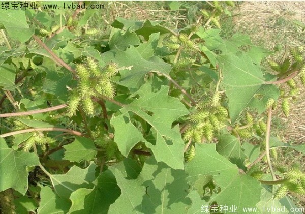 蒼耳子種子 蒼耳子種子