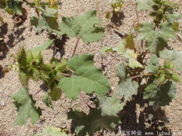 蒼耳子種子 蒼耳子種子