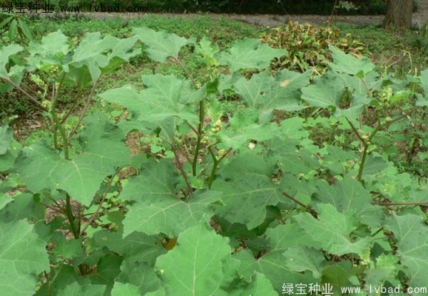 蒼耳子種子 蒼耳子種子