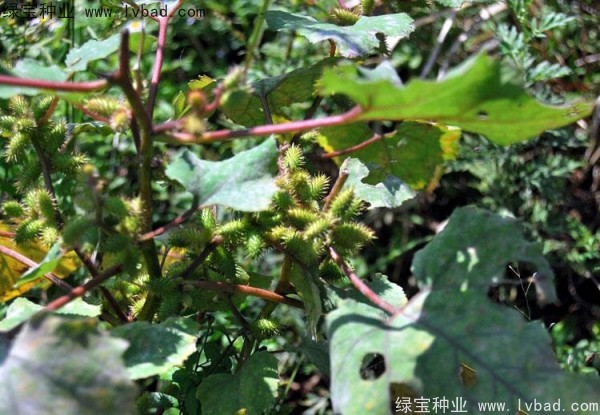 蒼耳子種子 蒼耳子種子