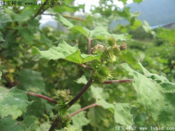 蒼耳子種子 蒼耳子種子