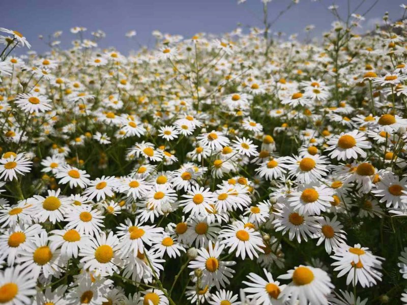 濱菊開(kāi)花花朵