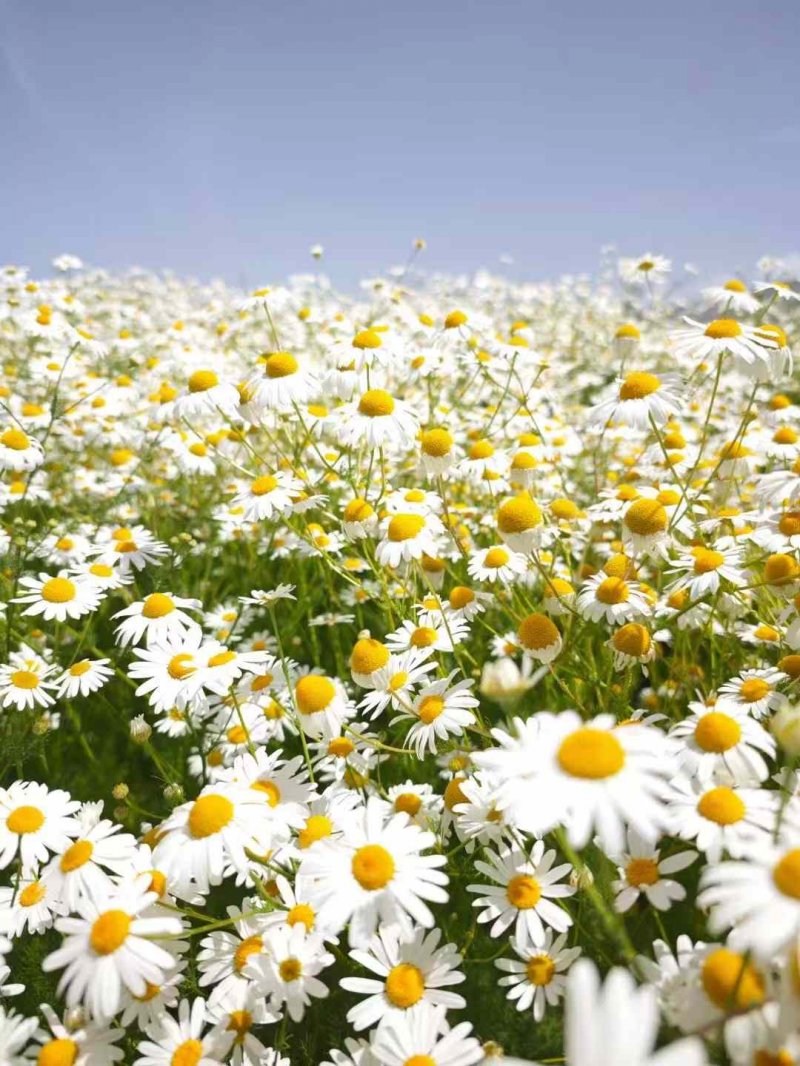濱菊開(kāi)花花朵