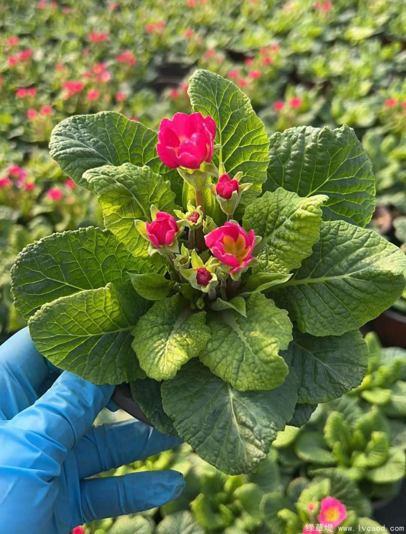 報(bào)春花種子種苗 報(bào)春花種子種苗