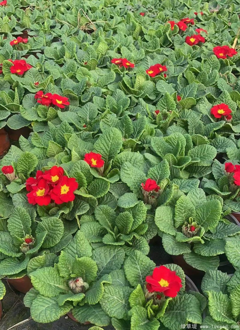 紅色報(bào)春花 紅色報(bào)春花