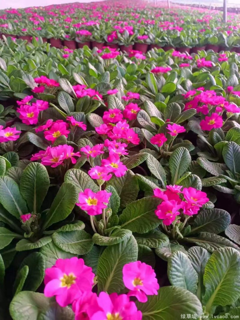 粉色玫紅色報(bào)春花 粉色玫紅色報(bào)春花