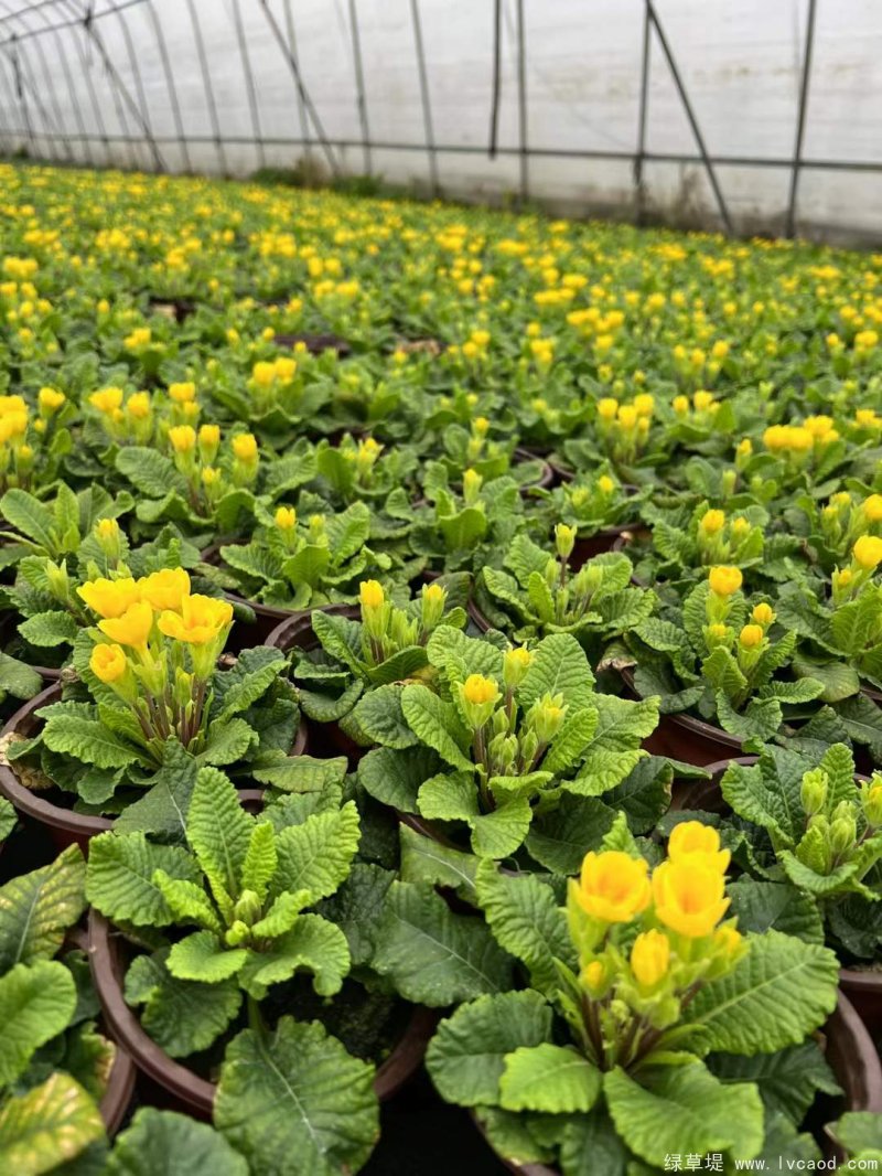 黃色報(bào)春花 黃色報(bào)春花