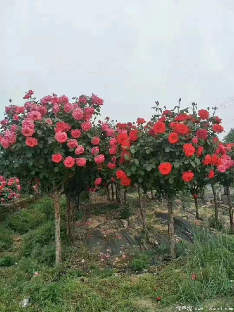 月季樹(shù)圖片樹(shù)樁月季