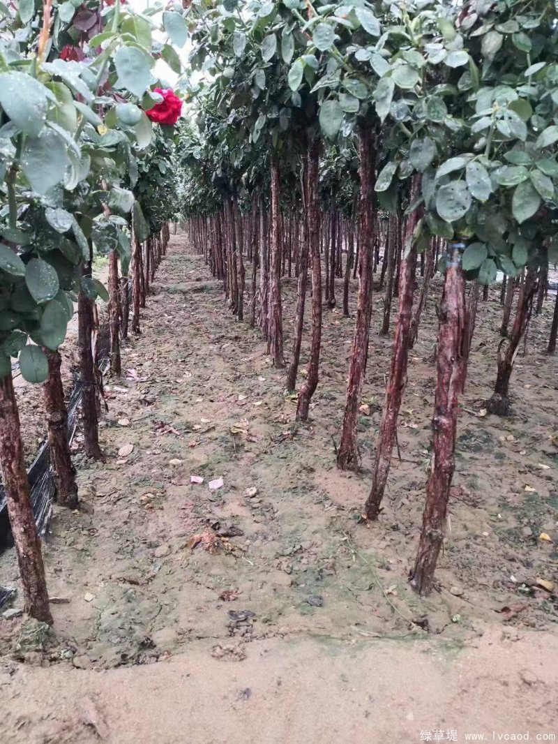 月季樹樹樁月季 月季樹樹樁月季