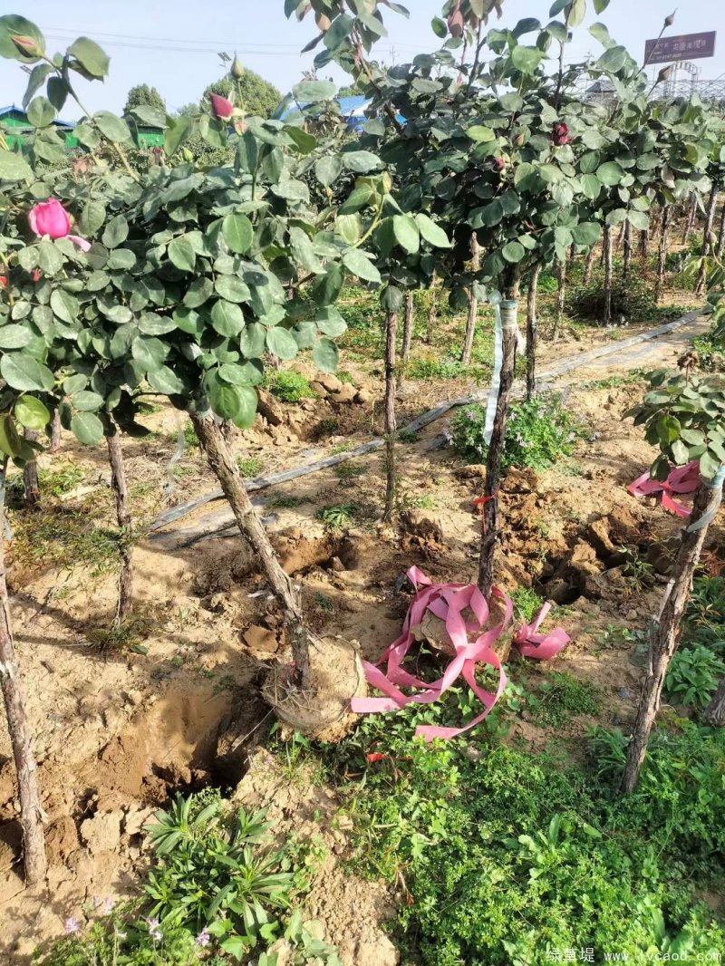 月季樹樹樁月季 月季樹樹樁月季