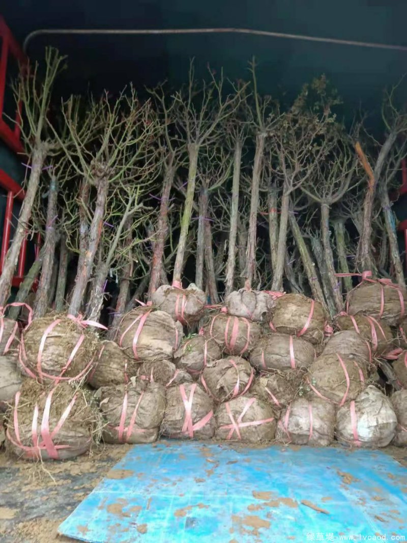 月季樹樹樁月季lvcaod.com 月季樹樹樁月季lvcaod.com