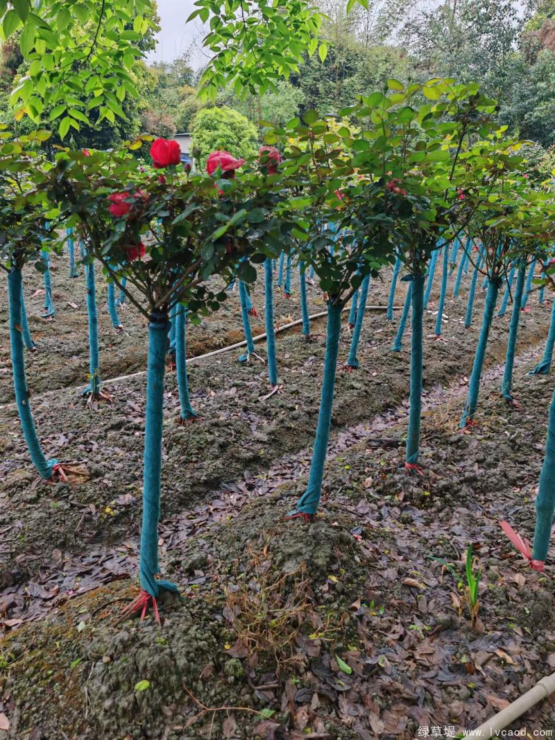 月季樹圖片樹樁月季 月季樹圖片樹樁月季