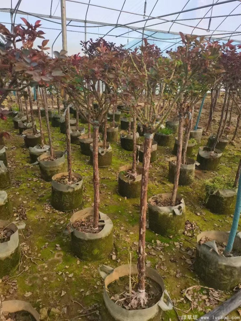 月季樹圖片樹樁月季 月季樹圖片樹樁月季