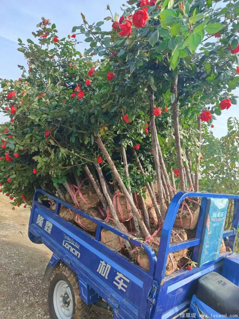 月季樹圖片樹樁月季 月季樹圖片樹樁月季