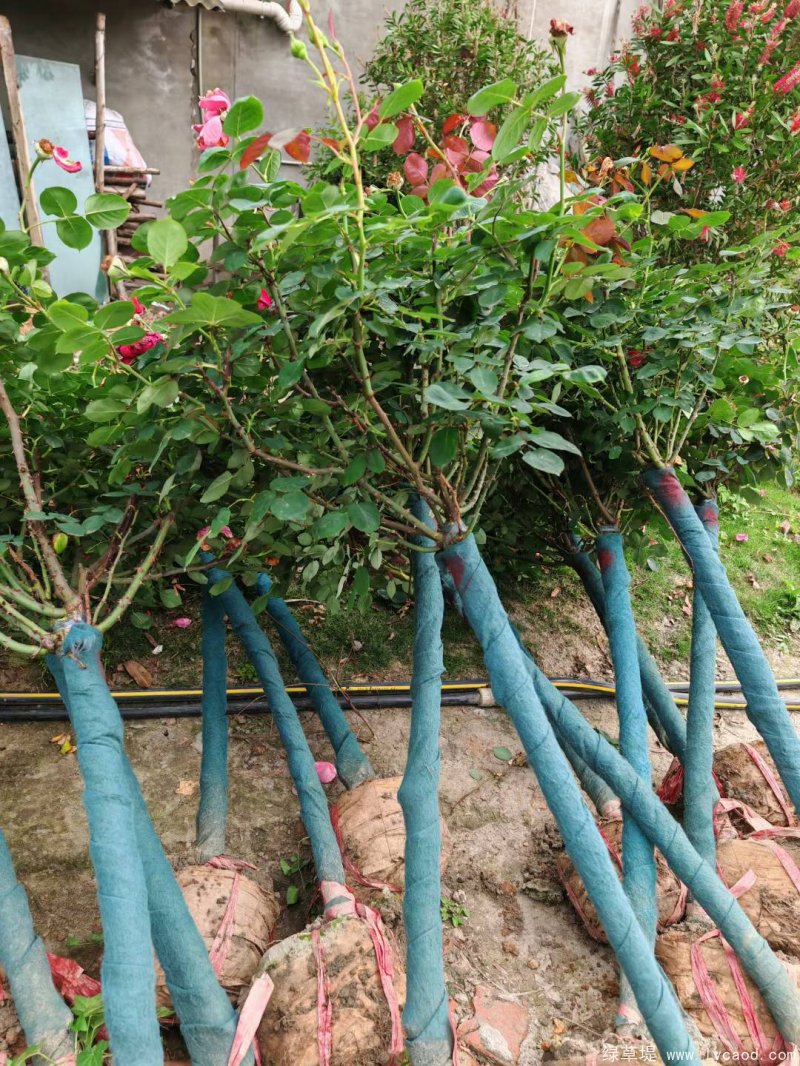 月季樹圖片樹樁月季 月季樹圖片樹樁月季