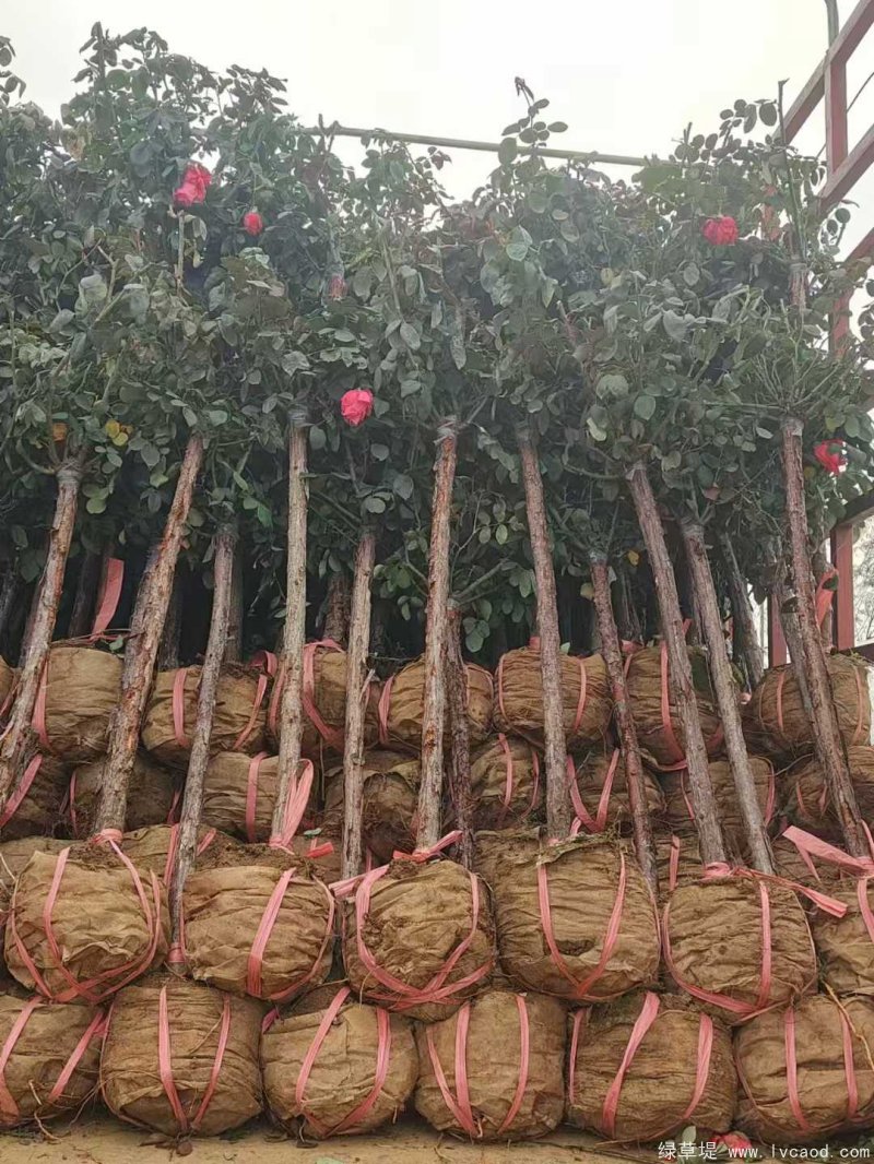 月季樹樹樁月季lvcaod.com 月季樹樹樁月季lvcaod.com